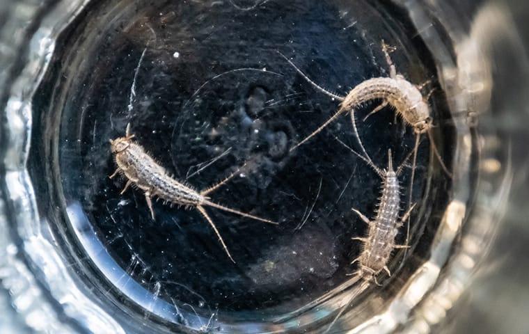 LED Lights Attract Silverfish