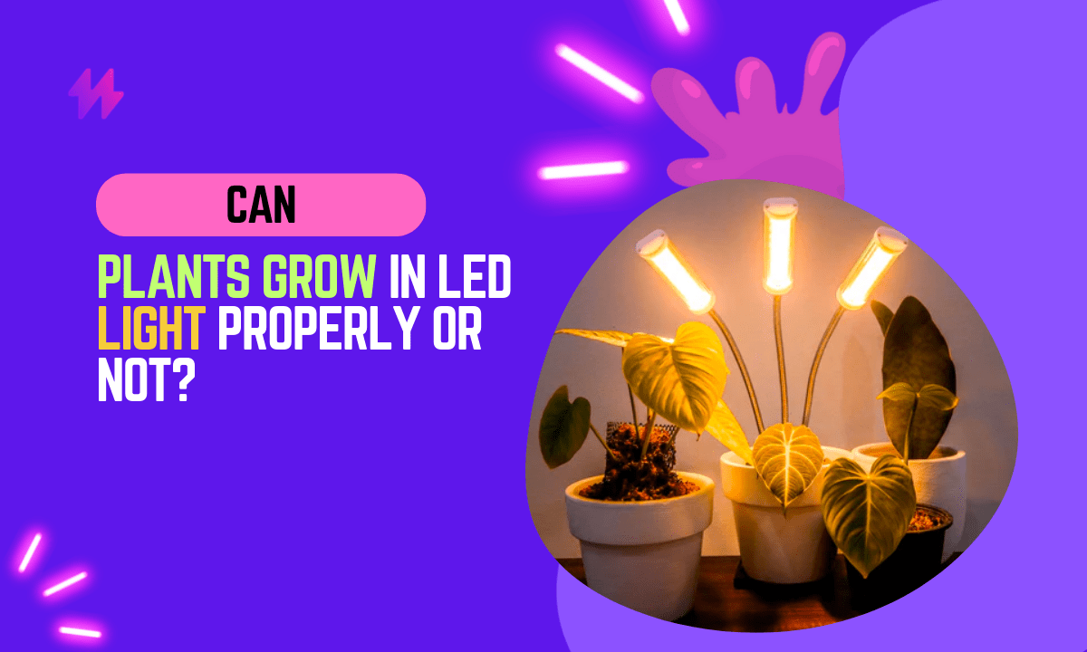 Can Plants Grow in LED Light