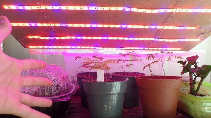 Can You Use LED Strips to Grow Plants